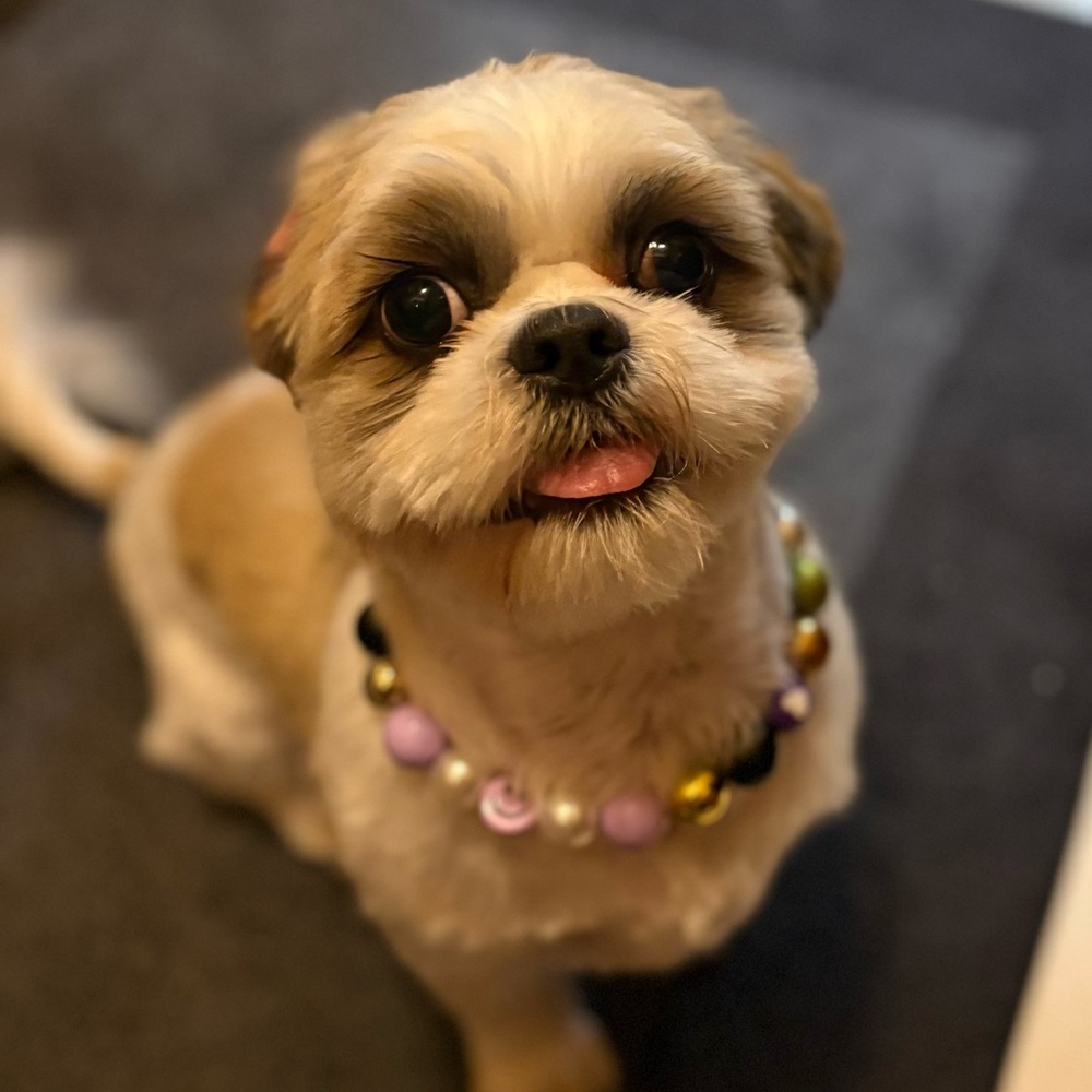 Beaded Dog Collar Necklace with Easy Spring Clasp! Cute & Glamorous for any pet!